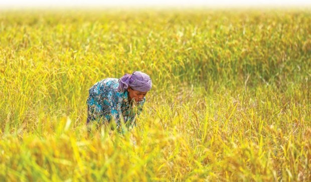 Le Cambodge affiche quelque 89 millions d'USD d'exportations de riz vers la Chine au 1er semestre hinh anh 1