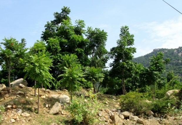 Ninh Thuan va cultiver plus de nouvelles forets hinh anh 1