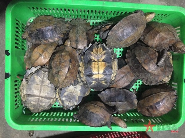 Deux emprisonnees pour trafic de tortues rares et menacees hinh anh 1