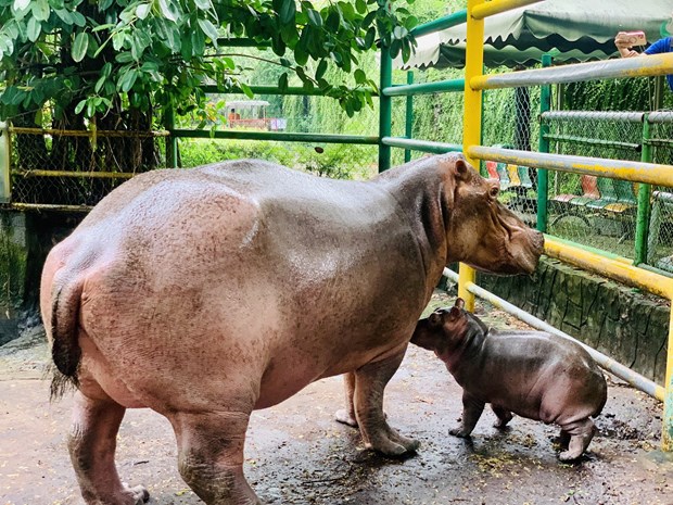 Ho Chi Minh-Ville: une femelle hippopotame a donne naissance a un adorable bebe hinh anh 1