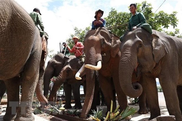 La Journee mondiale de l’elephant celebree a Dak Lak hinh anh 1