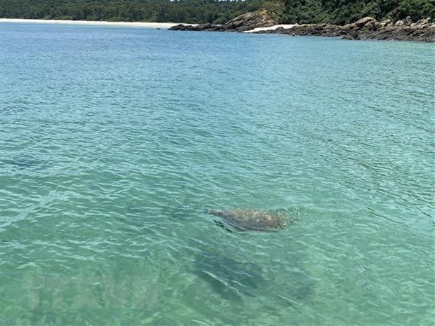 Une tortue marine apparait dans les eaux de Co To hinh anh 1