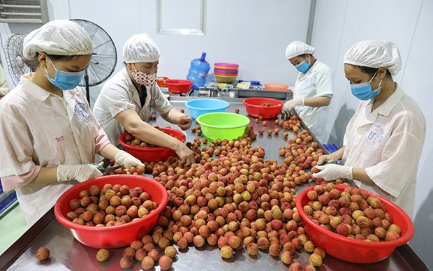 La promotion des exportations de fruits vietnamiens au menu d’un seminaire a Ho Chi Minh-Ville hinh anh 1
