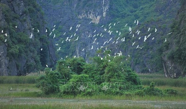 Des solutions urgentes pour preserver les oiseaux sauvages et migrateurs au Vietnam hinh anh 1