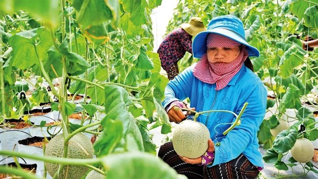 Ho Chi Minh-Ville s'oriente vers une agriculture urbaine durable hinh anh 1