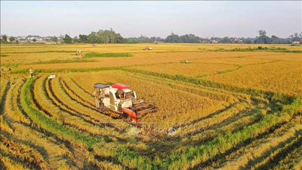 Ho Chi Minh-Ville s'oriente vers une agriculture urbaine durable hinh anh 2