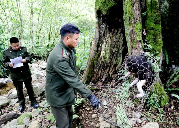 A Ha Giang, un rare macaque a queue tronquee a retrouve sa foret hinh anh 1
