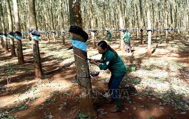 Le secteur du caoutchouc du Vietnam passe au vert hinh anh 2