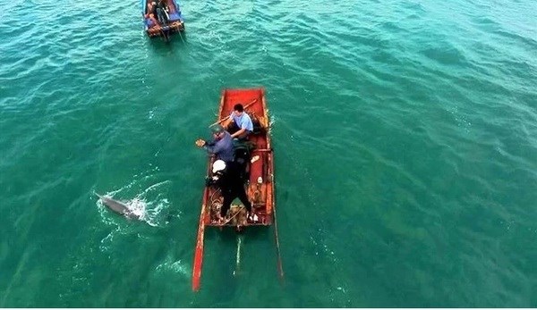 Quang Ninh : Dauphins et baleines apercus a plusieurs reprises autour de l'ile de Co To hinh anh 1