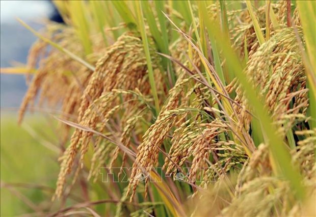 Le PPP mis en avant dans la production de riz de haute qualite a faible emission hinh anh 2