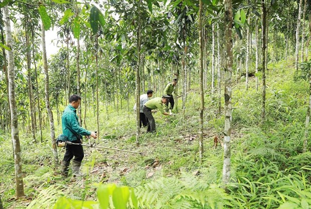 La surface boisee totale du Vietnam atteindra environ un million d'hectares d’ici 2030 hinh anh 1