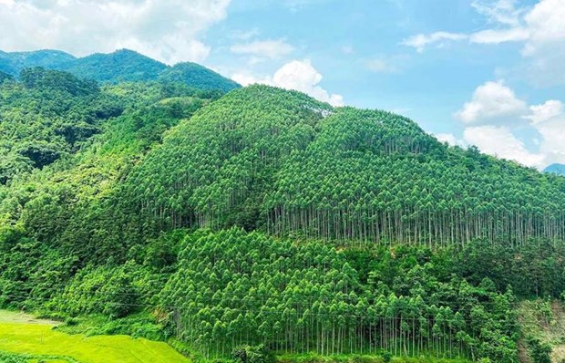 Le Vietnam pourrait generer 5.000 mds de dongs par an en vendant des credits carbone forestier hinh anh 1