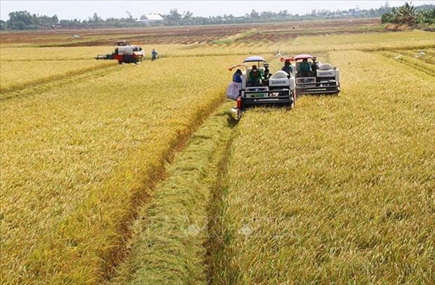 De grandes opportunites pour les exportations de riz du Vietnam hinh anh 2