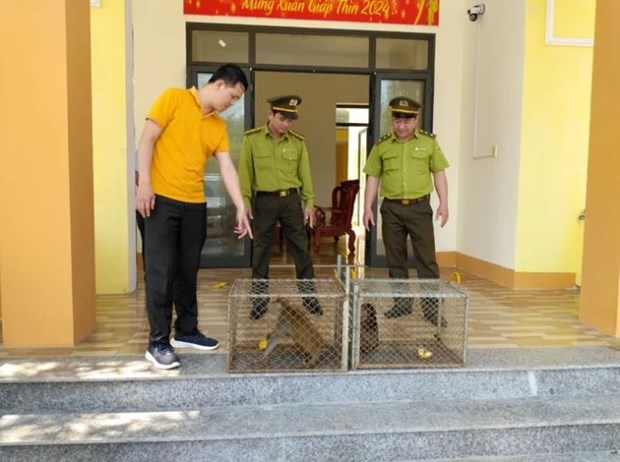 Quang Binh relache des animaux sauvages rares dans la nature hinh anh 1