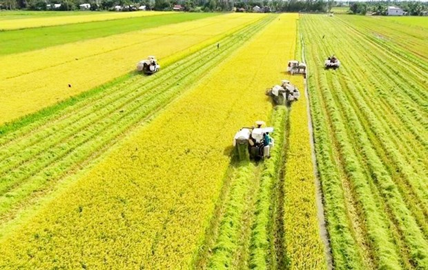 Le Vietnam ambitionne d’exporter a la fois du riz et sa culture hinh anh 1