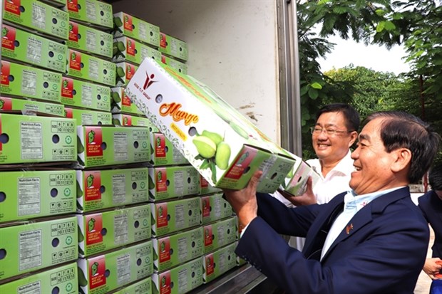Le Vietnam est le 13e fournisseur de mangues des Etats-Unis hinh anh 1