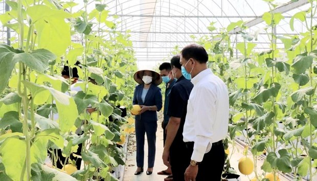 L’agriculture "bio" peine a accelerer son developpement a Hanoi hinh anh 1