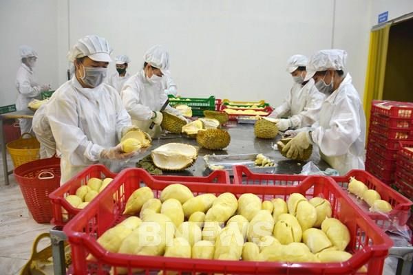 Les exportations de fruits et legumes en forte hausse hinh anh 1