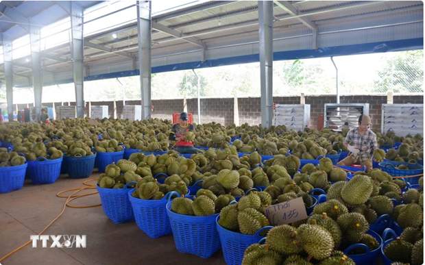 Le durian vietnamien represente 31,8% des importations chinoises hinh anh 1