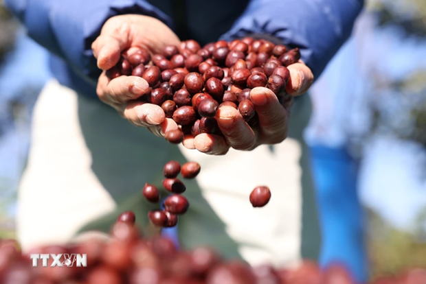 Le Vietnam devient le deuxieme fournisseur de cafe de l'UE hinh anh 1