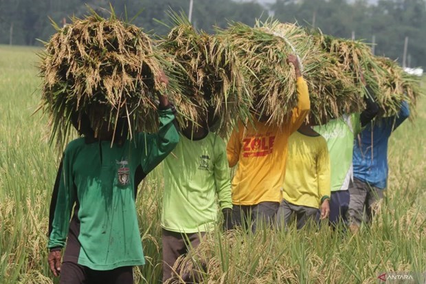 L'Indonesie accelere ses achats de riz aupres des agriculteurs locaux hinh anh 1