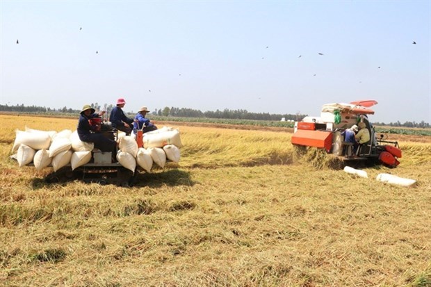 Le Vietnam gagne 1,43 milliard de dollars grace aux exportations de riz au premier trimestre hinh anh 1