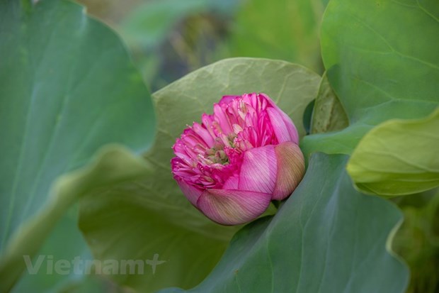 Poesie des lotus en banlieue de Hanoi hinh anh 12