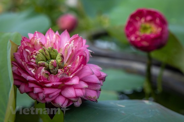 Poesie des lotus en banlieue de Hanoi hinh anh 15