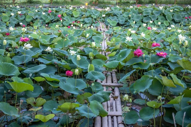 Poesie des lotus en banlieue de Hanoi hinh anh 7