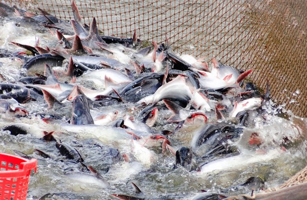 Les exportations de poissons tra vers le Bresil font un grand bond hinh anh 1