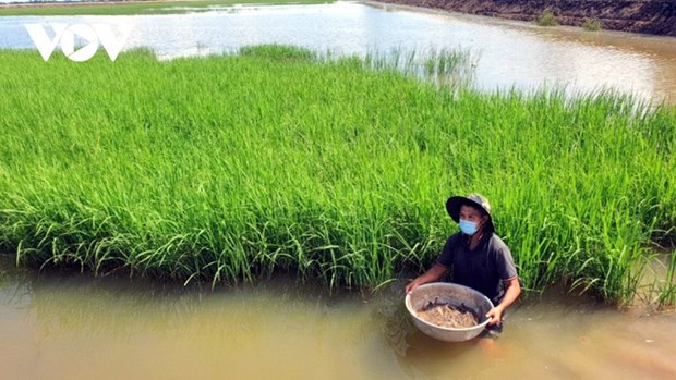La rizipisciculture presente de nombreux avantages pour les agriculteurs a Dong Thap hinh anh 1