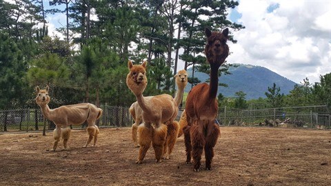 Guided visit Zoodoo, the new generation zoo in Da Lat, picture 2