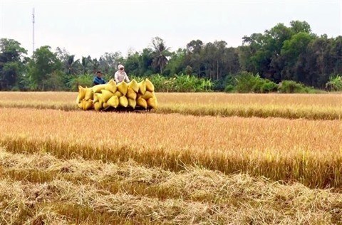 L’economie circulaire gagne du terrain dans le delta du Mekong hinh anh 2
