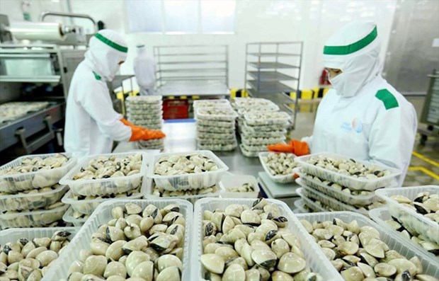 La conchyliculture vietnamienne confirme son succes a l’export hinh anh 1