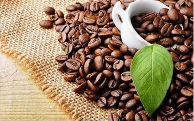 Les exportations de cafe ont depasse deux milliards de dollars en cinq mois hinh anh 1