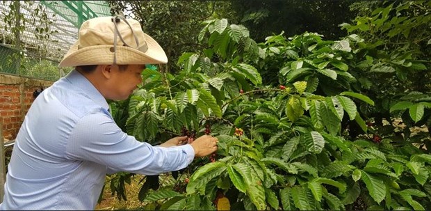 Le Vietnam, un "acteur cle" de l’agriculture mondiale hinh anh 2