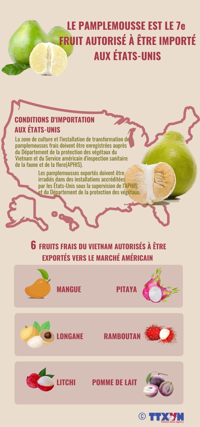 Le pamplemousse est le 7e fruit vietnamien autorise a etre importe aux Etats-Unis hinh anh 1