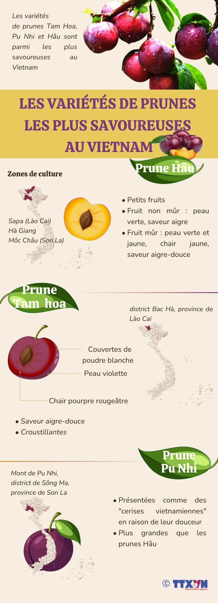 Les varietes de prunes les plus savoureuses au Vietnam hinh anh 1