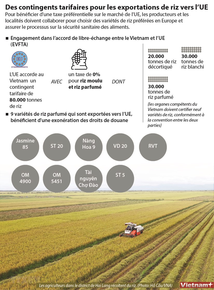 Des contingents tarifaires pour les exportations de riz vers l’UE hinh anh 1